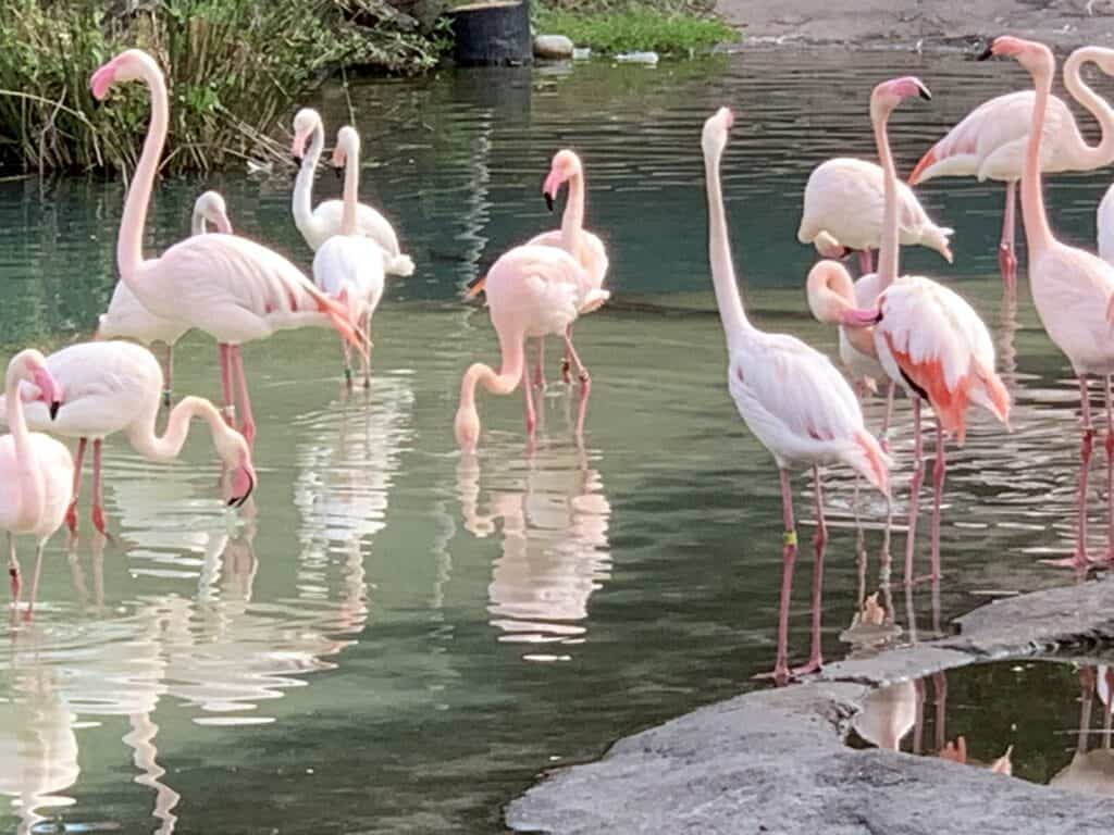 Flamingos in Florida