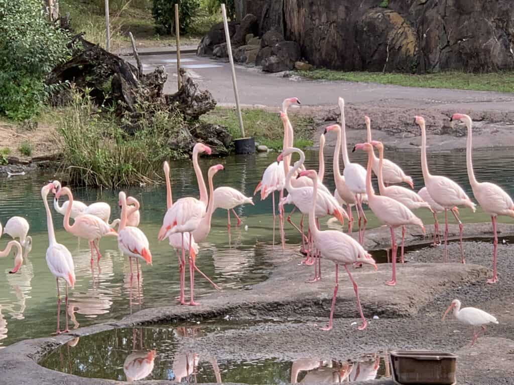 Flamingos in Florida