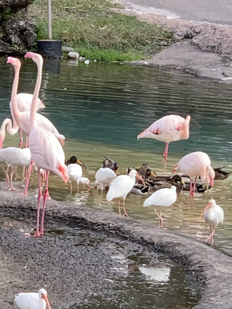 Flamingos in Florida